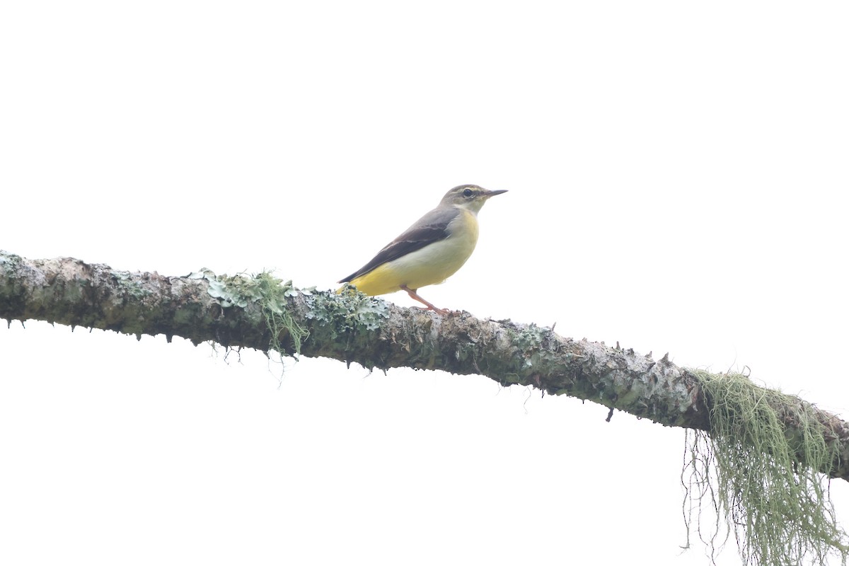 Gray Wagtail - ML645244365