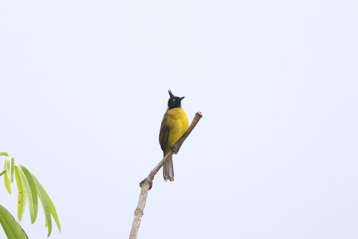 Black-crested Bulbul - ML645244371