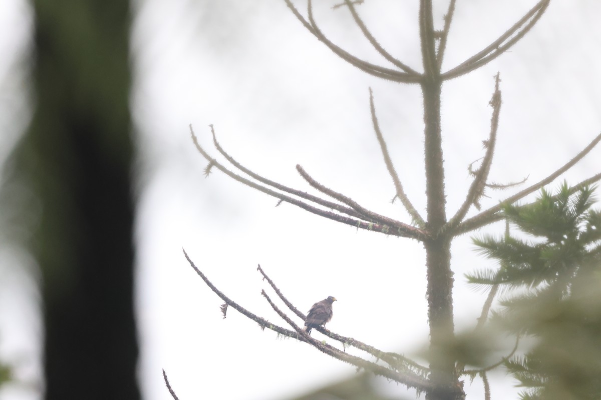 Crested Serpent-Eagle - ML645244372
