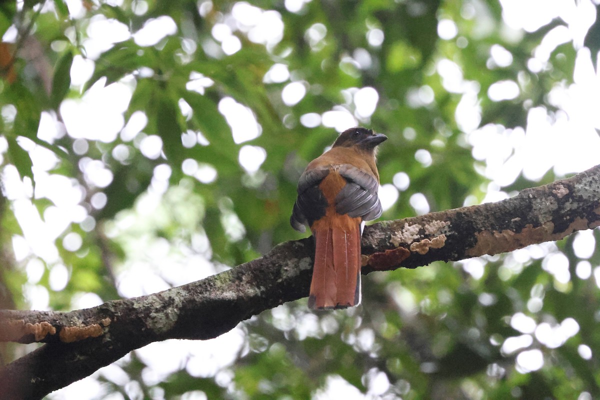 rødhodetrogon - ML645244375