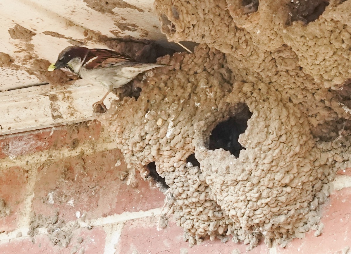 Gorrión Común - ML645244378