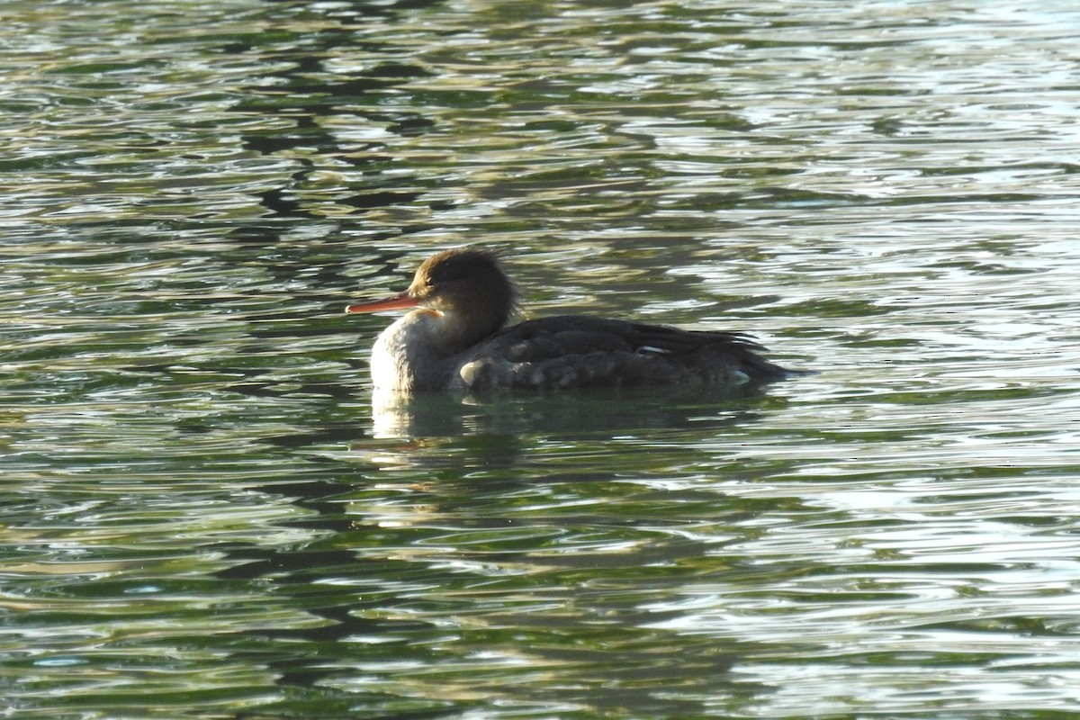 Serreta Mediana - ML645244379