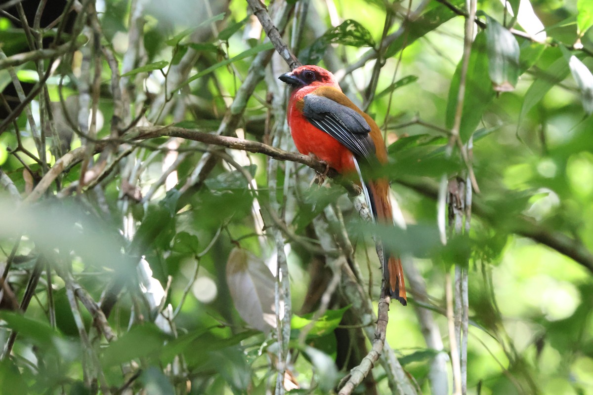 rødhodetrogon - ML645244380