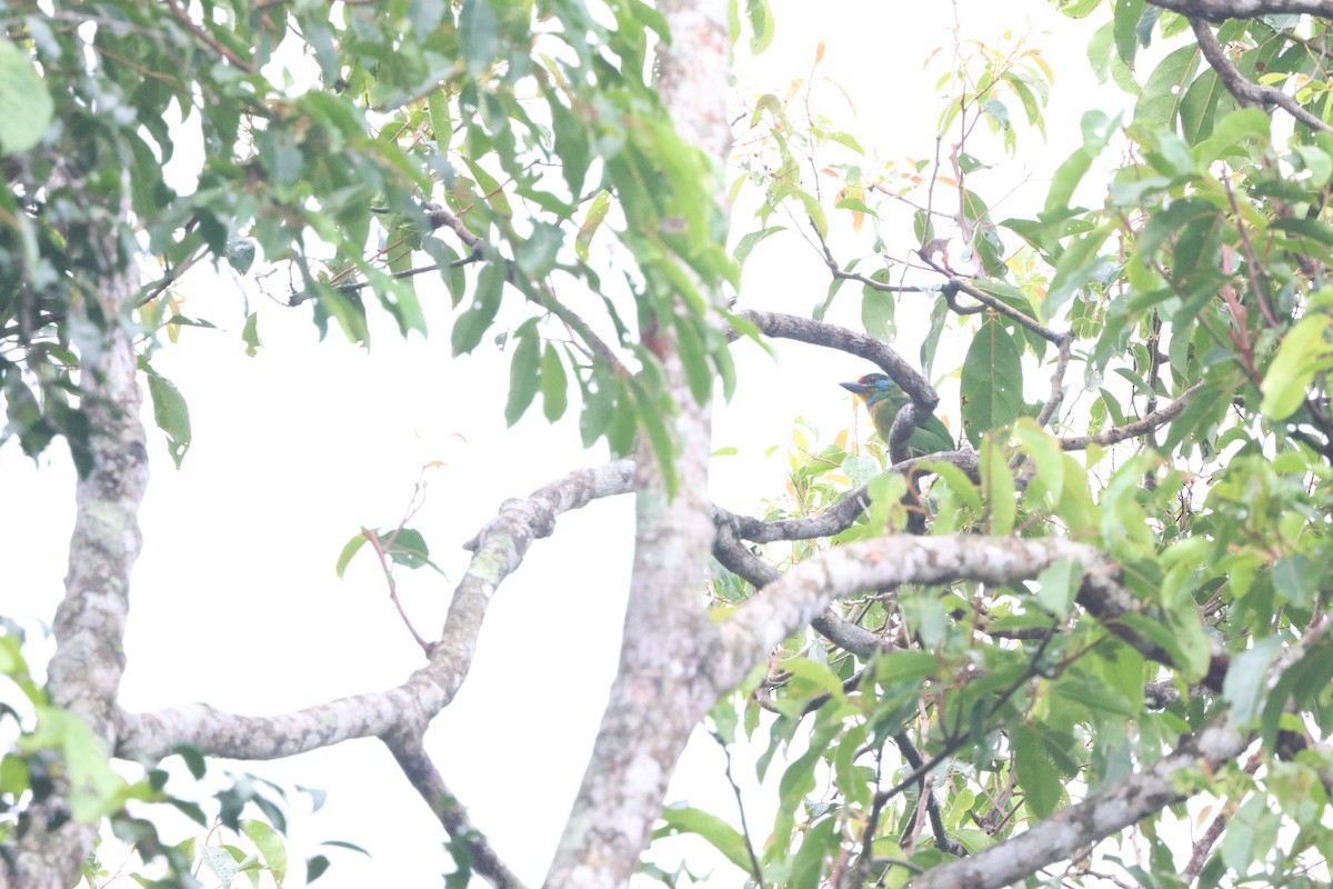 Barbudo Cejinegro - ML645244382