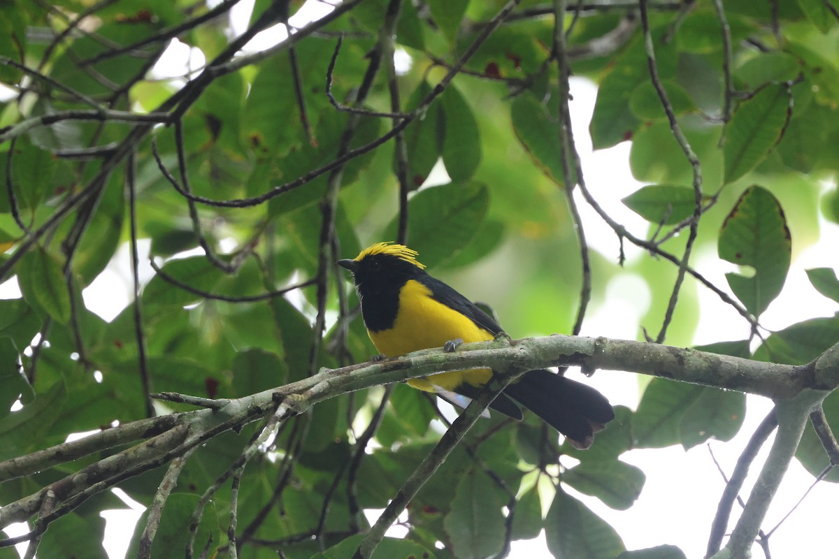 Sultan Tit - ML645244383