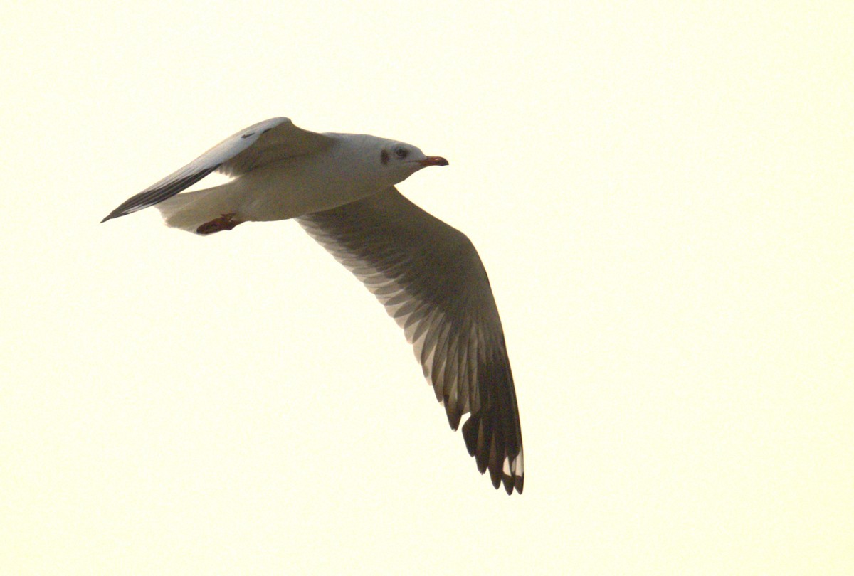 Brown-headed Gull - ML645244384