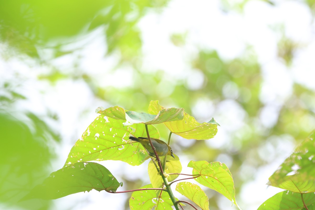 Окулярник малазійський - ML645244386