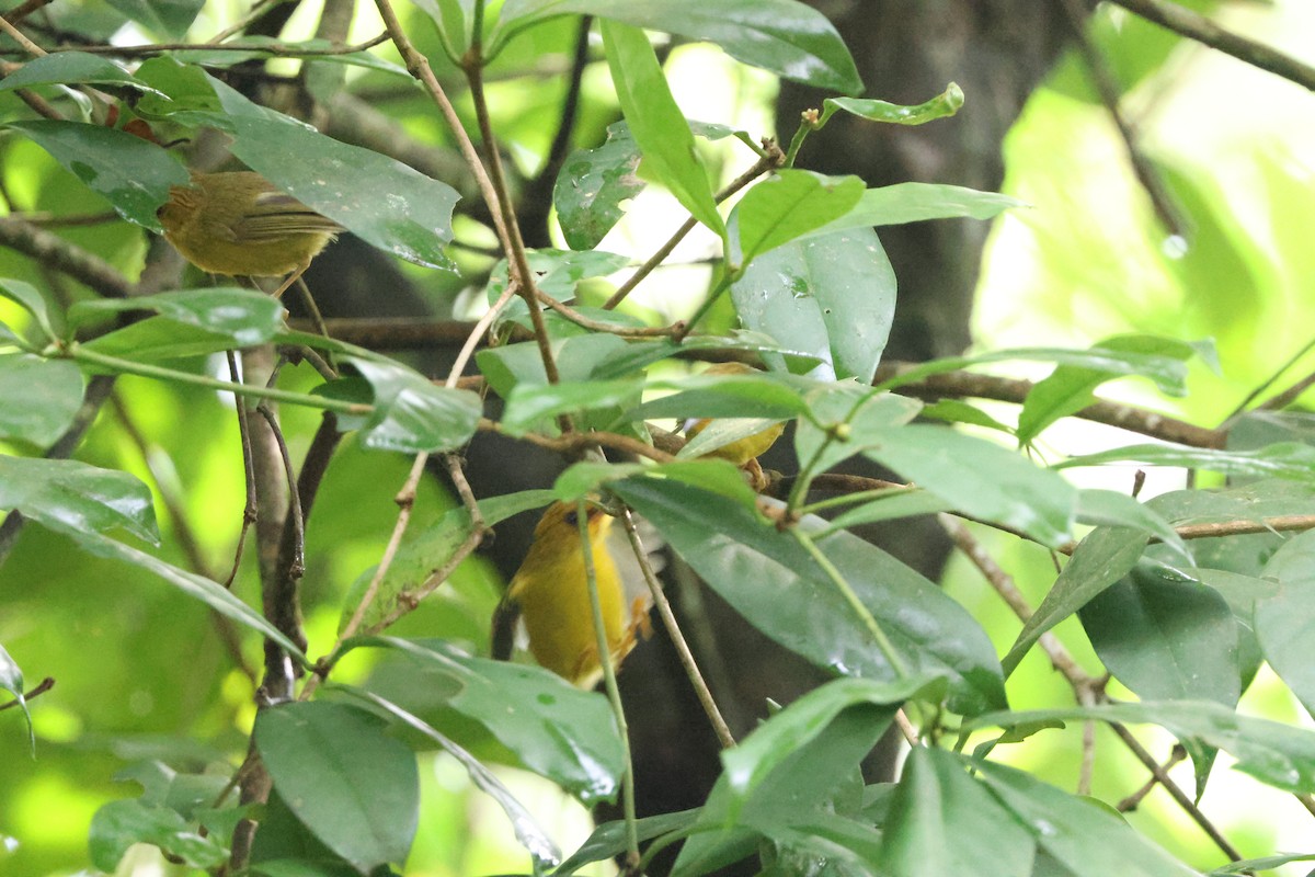 Golden Babbler - ML645244389