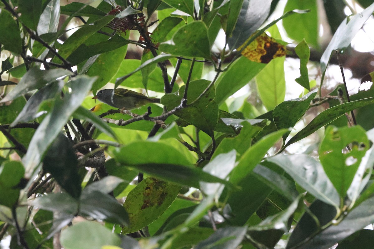 Chestnut-crowned Warbler - ML645244399