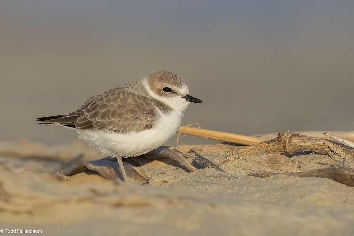 Snowy Plover - ML645244401