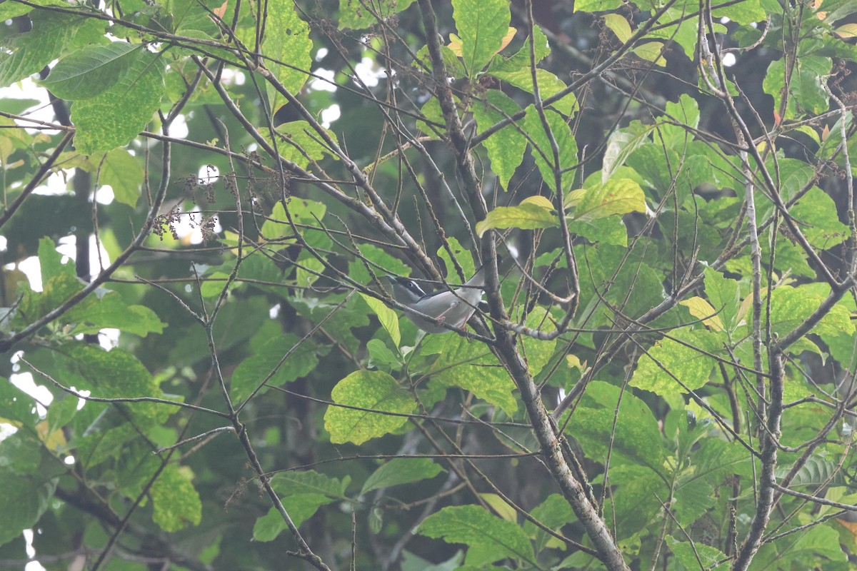 White-browed Shrike-Babbler - ML645244402