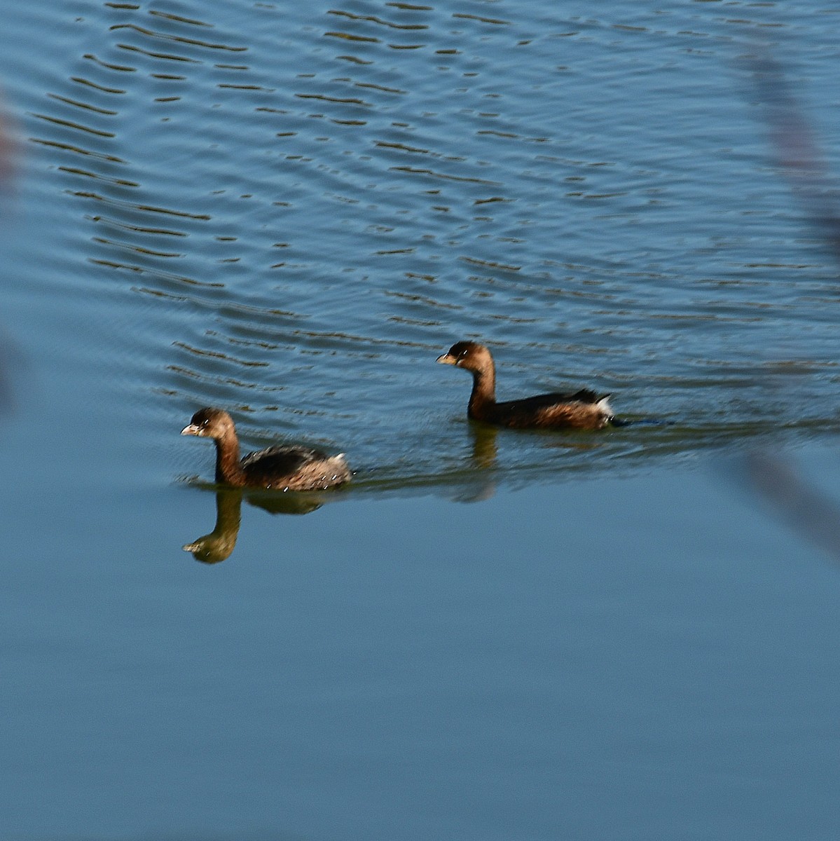 Kalın Gagalı Batağan - ML645244403