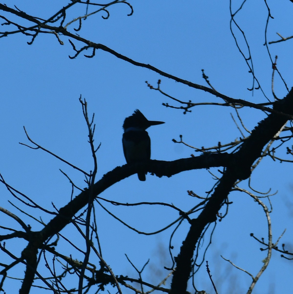 Kuşaklı Yalıçapkını - ML645244407