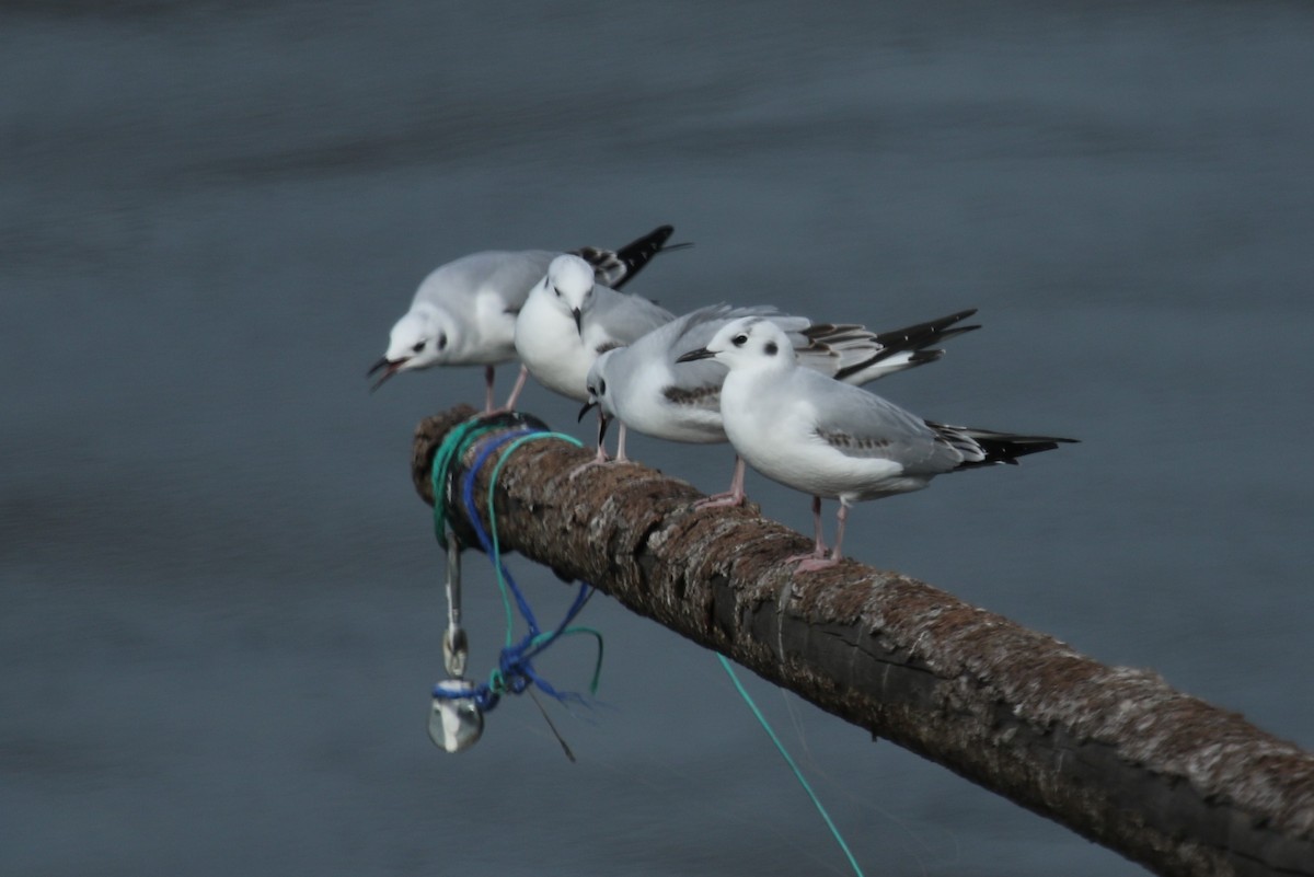 Bonaparte's Gull - ML645244410