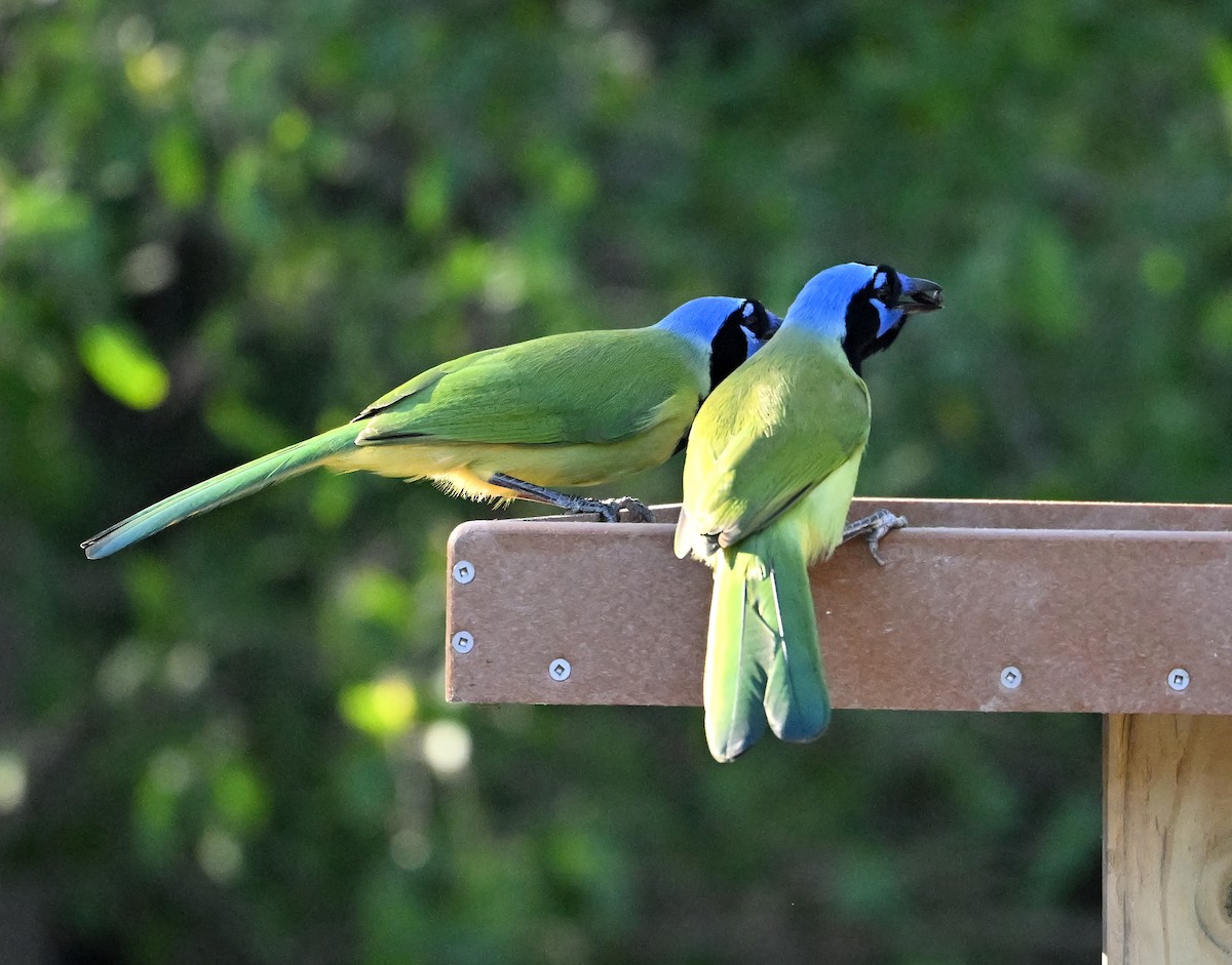 Green Jay - ML645244411