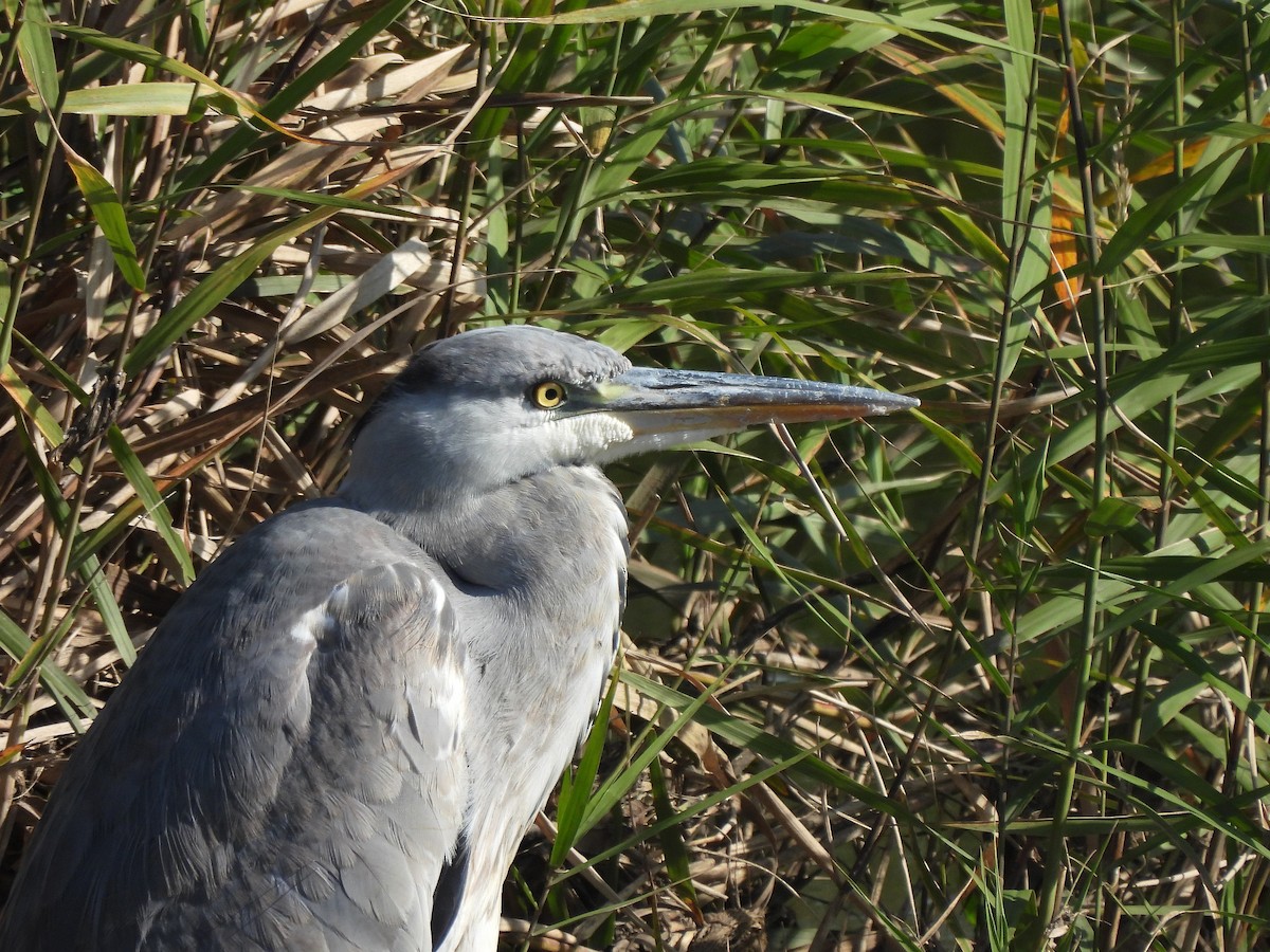 Gray Heron - ML645244412