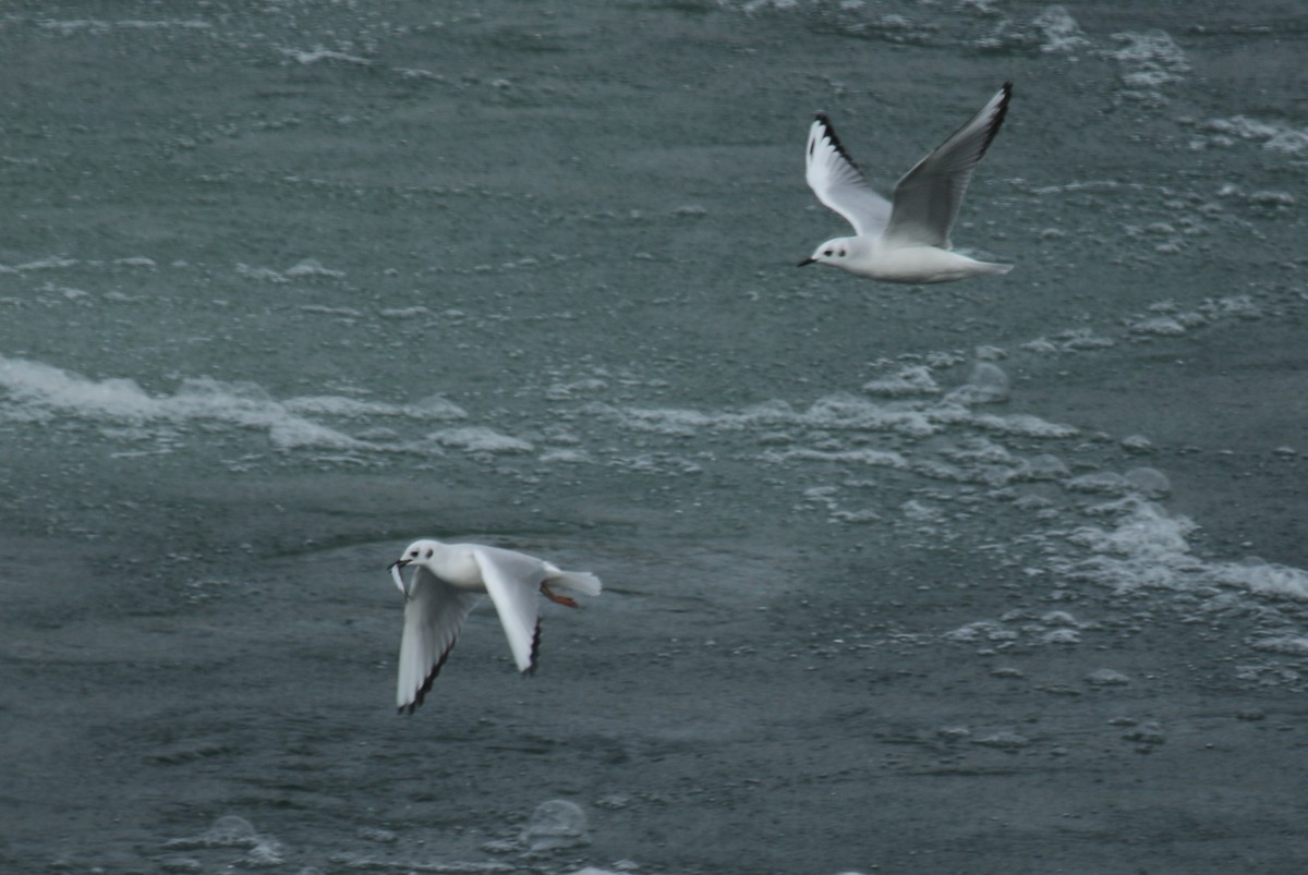 Bonaparte's Gull - ML645244413
