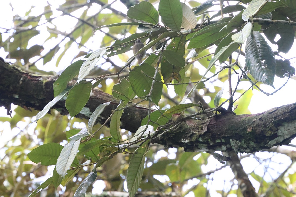 Eastern Crowned Warbler - ML645244429