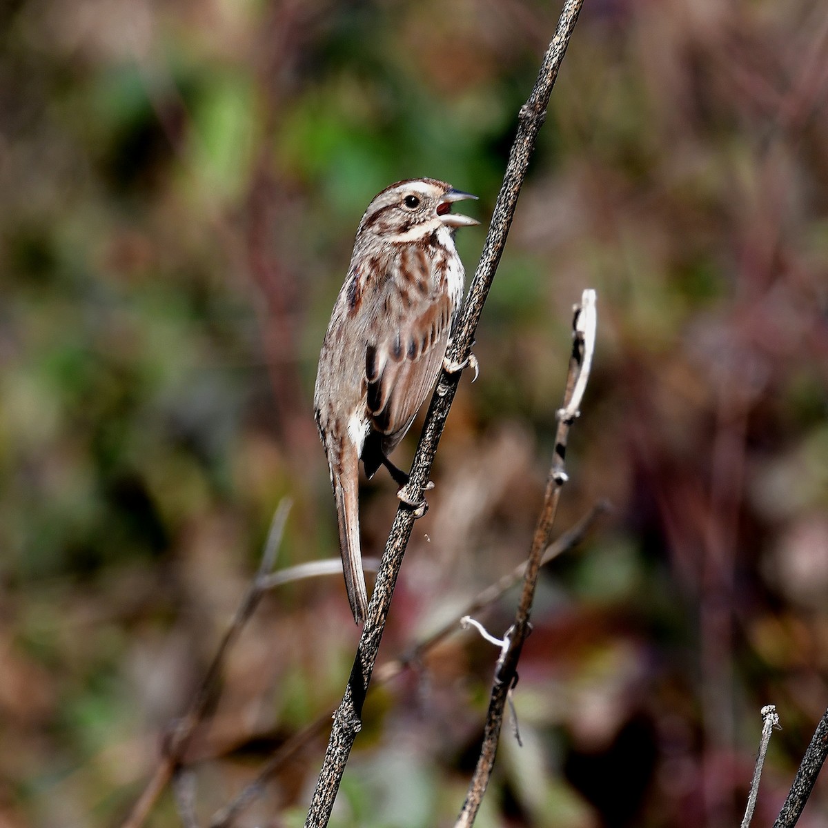 Ötücü Serçe - ML645244430