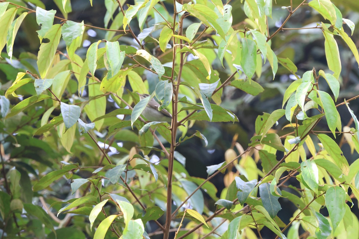 Arctic Warbler - ML645244431