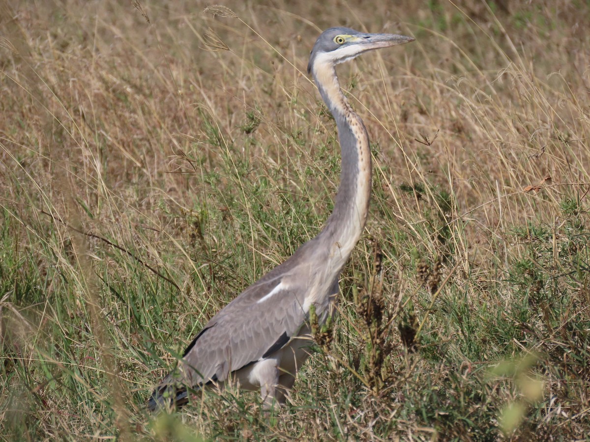 Héron mélanocéphale - ML645244432