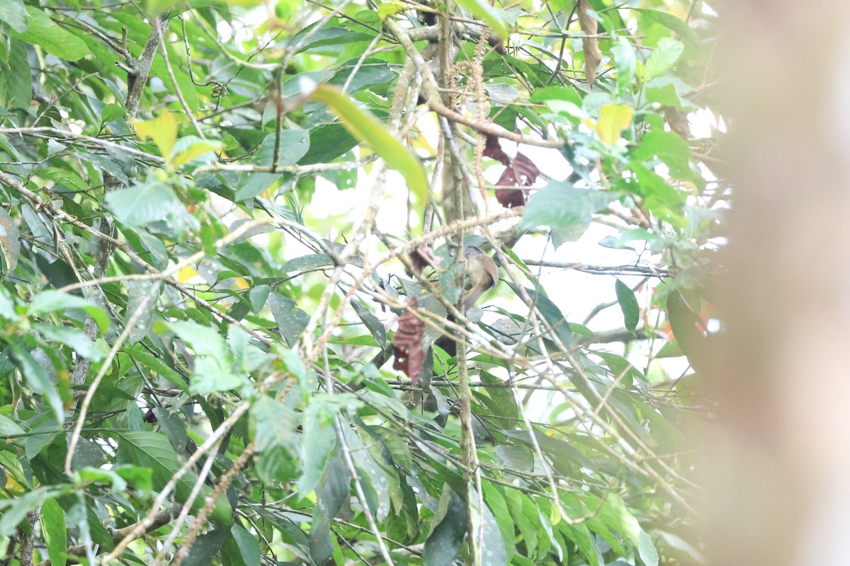 Mountain Fulvetta - ML645244433