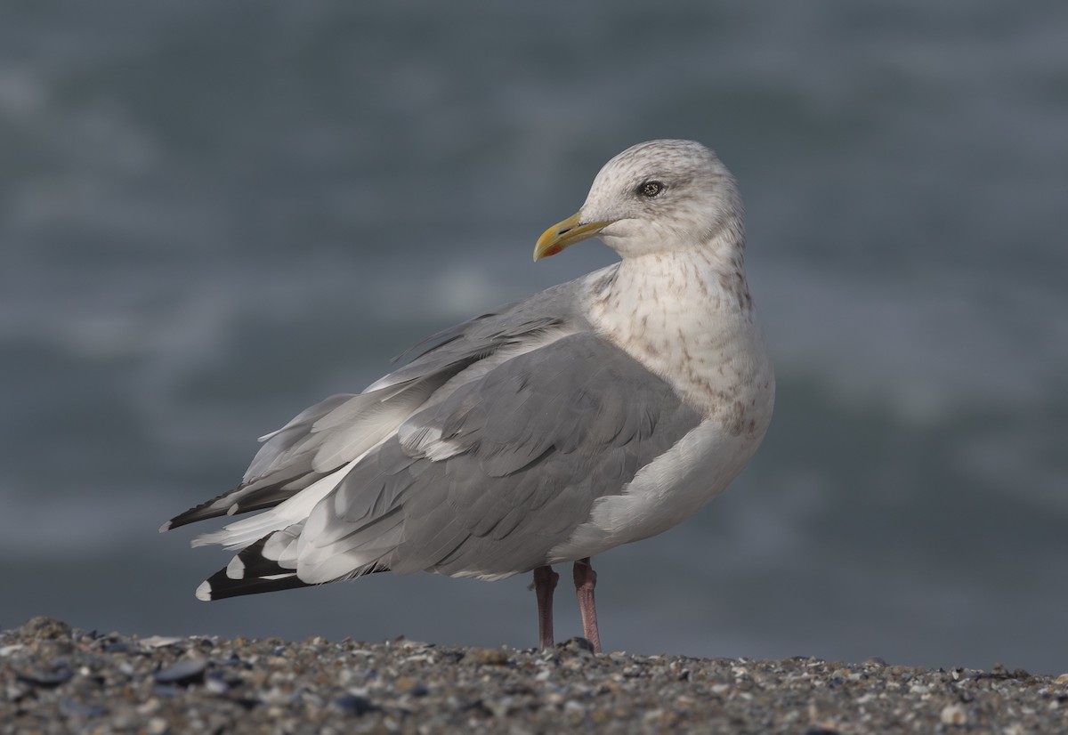 Iceland Gull (Thayer's) - ML645244434