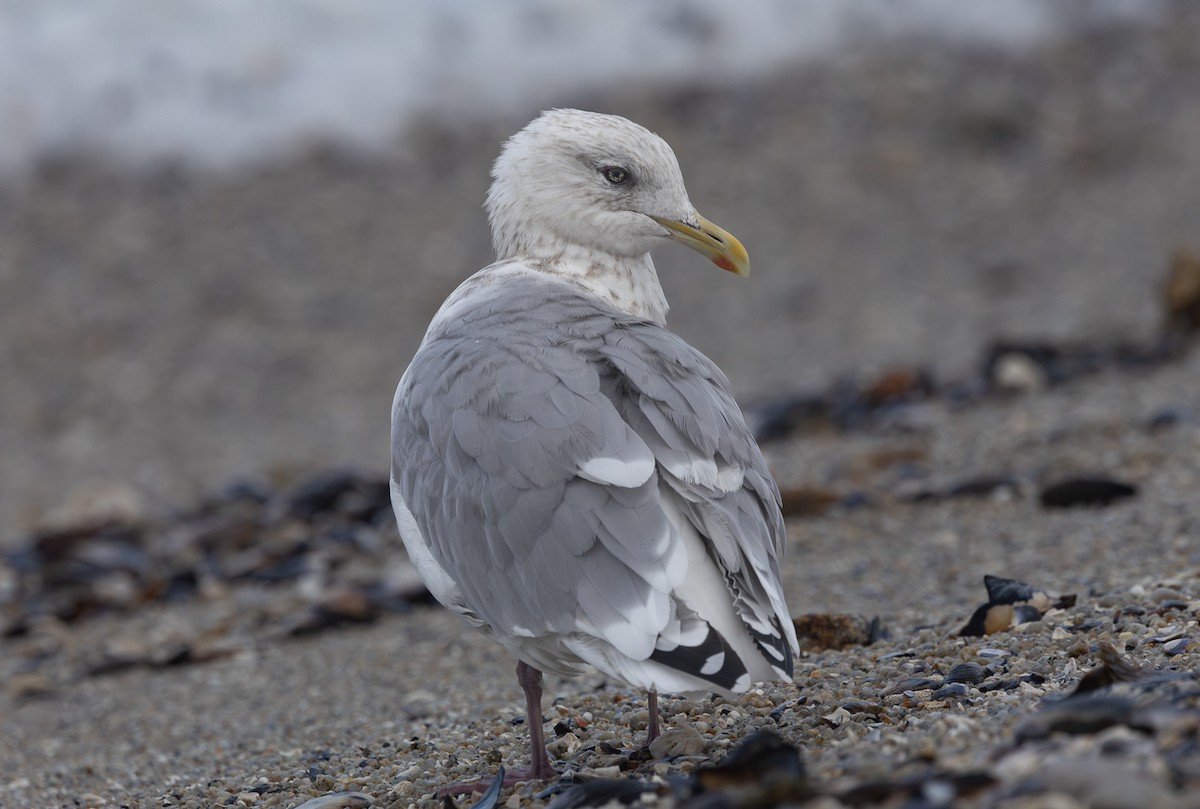 Iceland Gull (Thayer's) - ML645244435