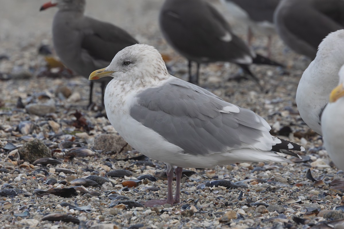 Iceland Gull (Thayer's) - ML645244436