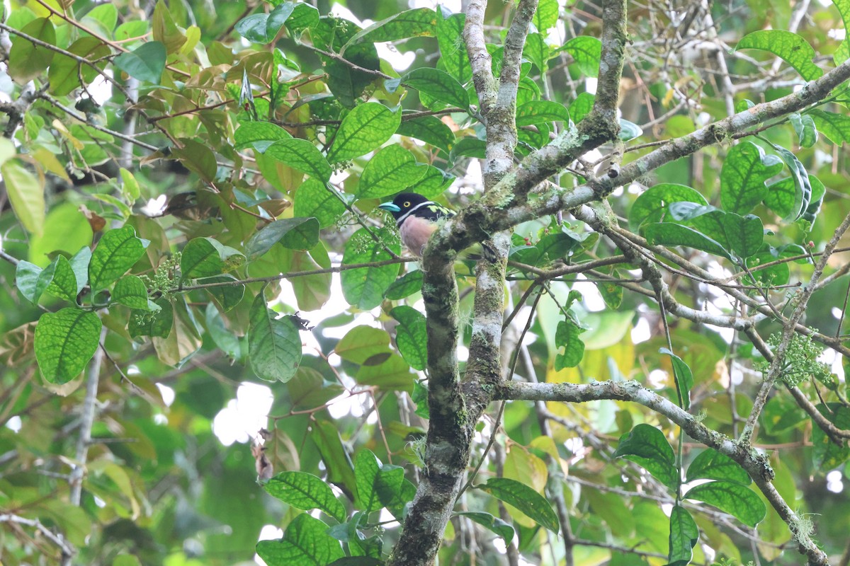 Black-and-yellow Broadbill - ML645244437