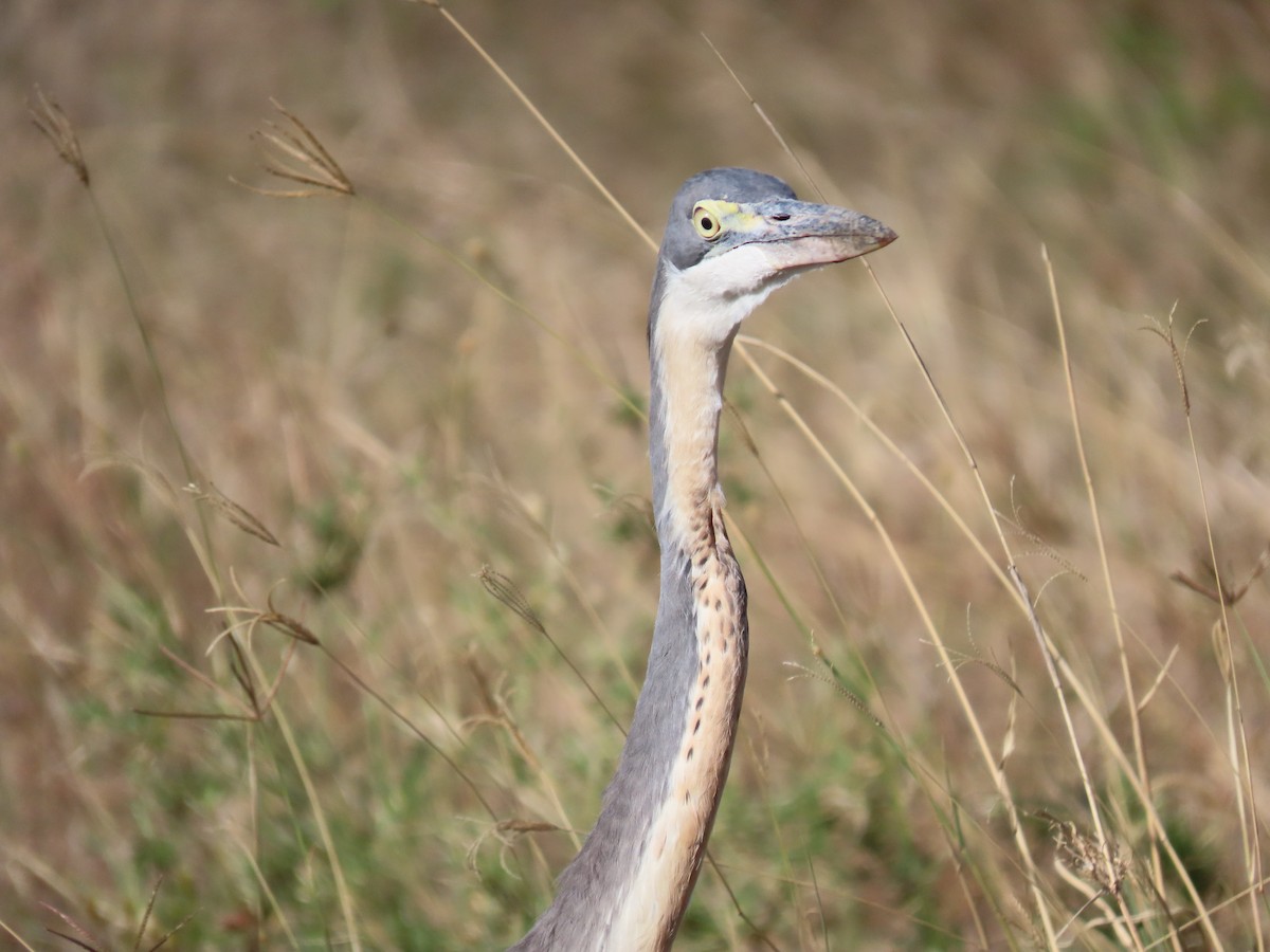 Héron mélanocéphale - ML645244444