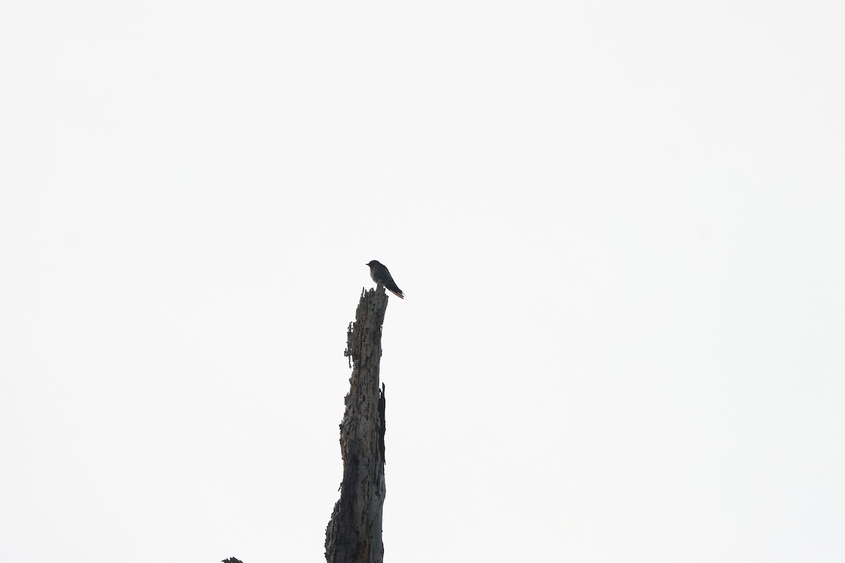 Pacific Swallow - ML645244445