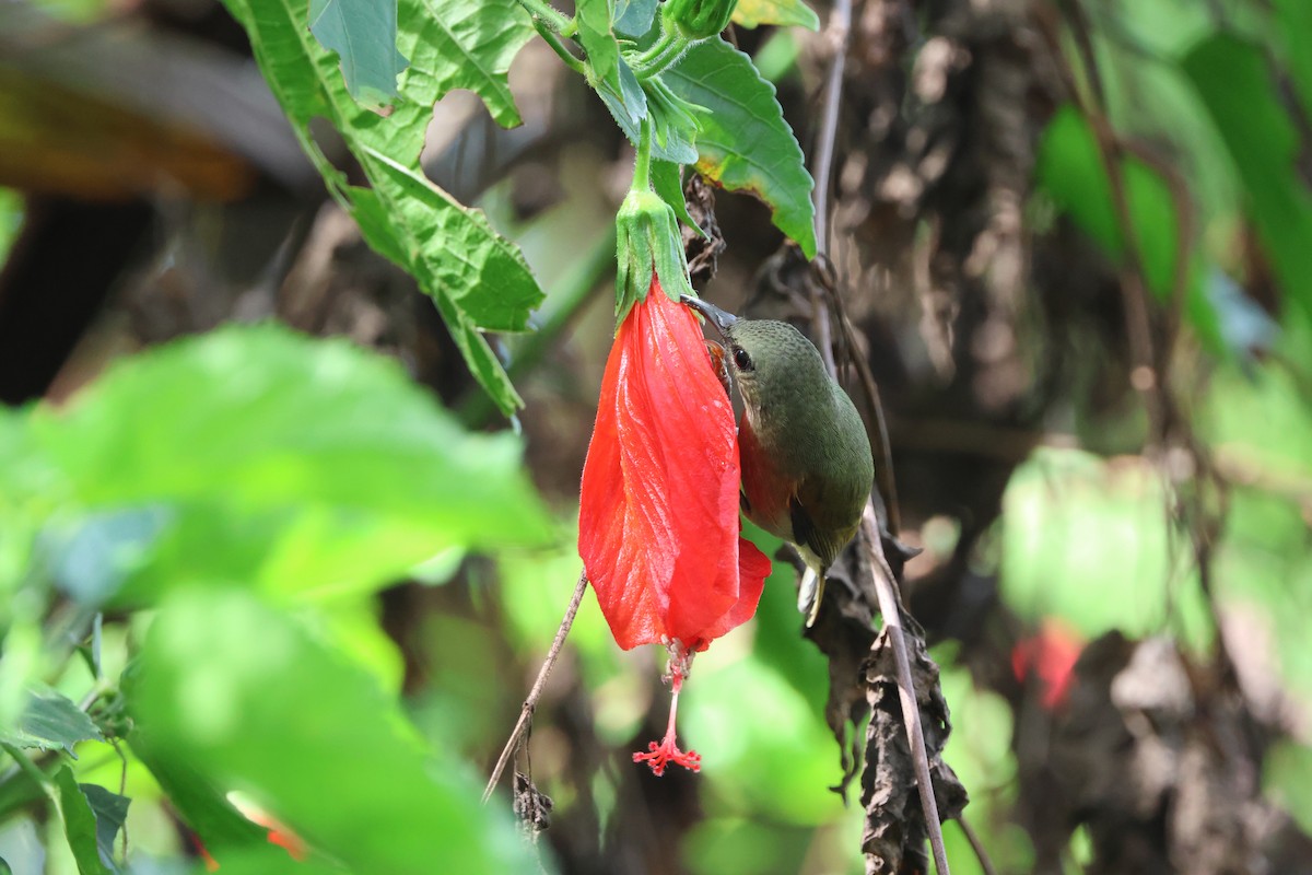 Black-throated Sunbird - ML645244460