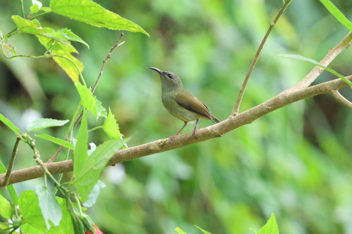 Black-throated Sunbird - ML645244461