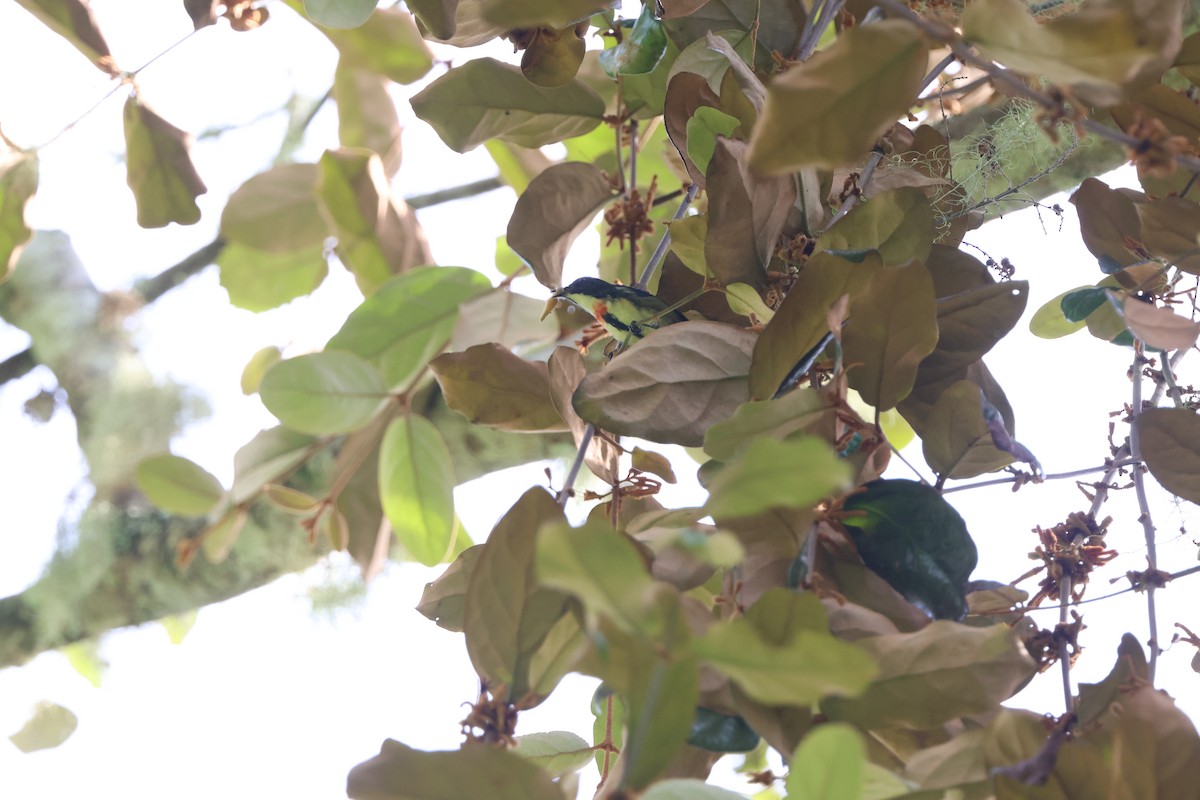 Fire-breasted Flowerpecker - ML645244463