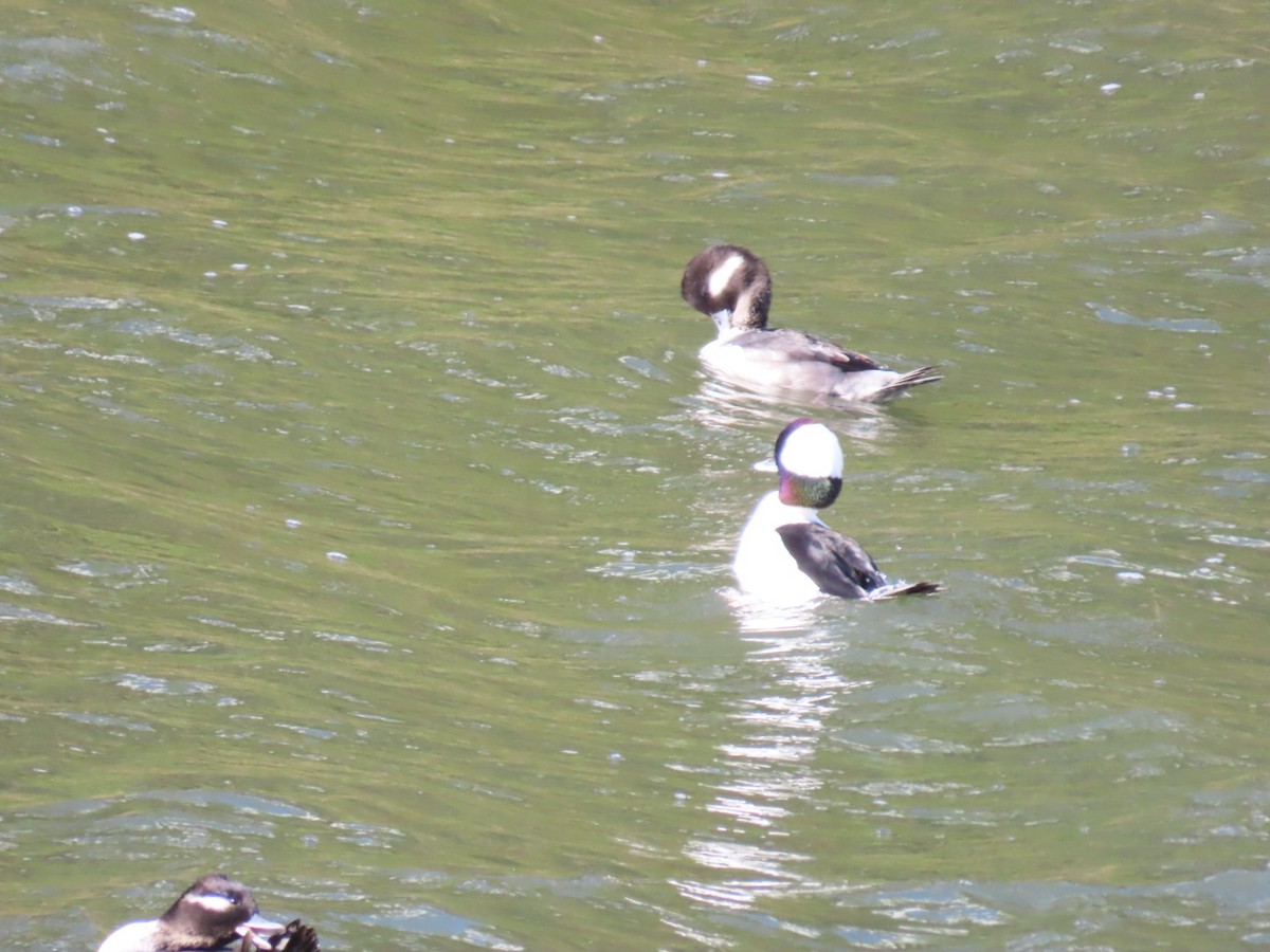 Гоголь-головастик - ML645244467