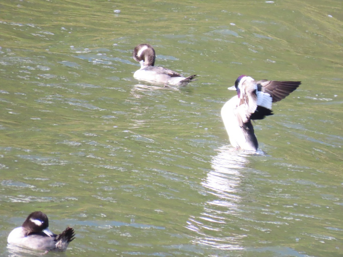 Гоголь-головастик - ML645244468