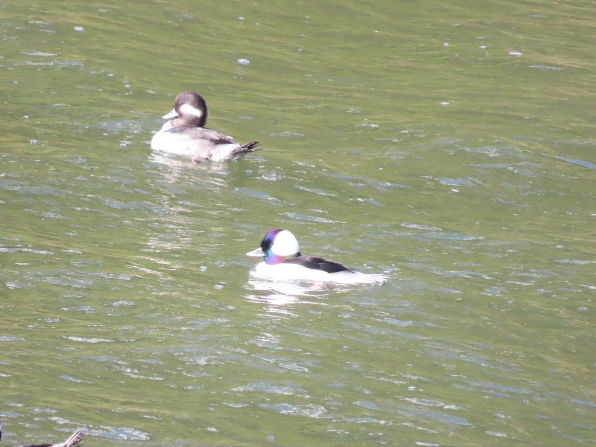 Гоголь-головастик - ML645244469