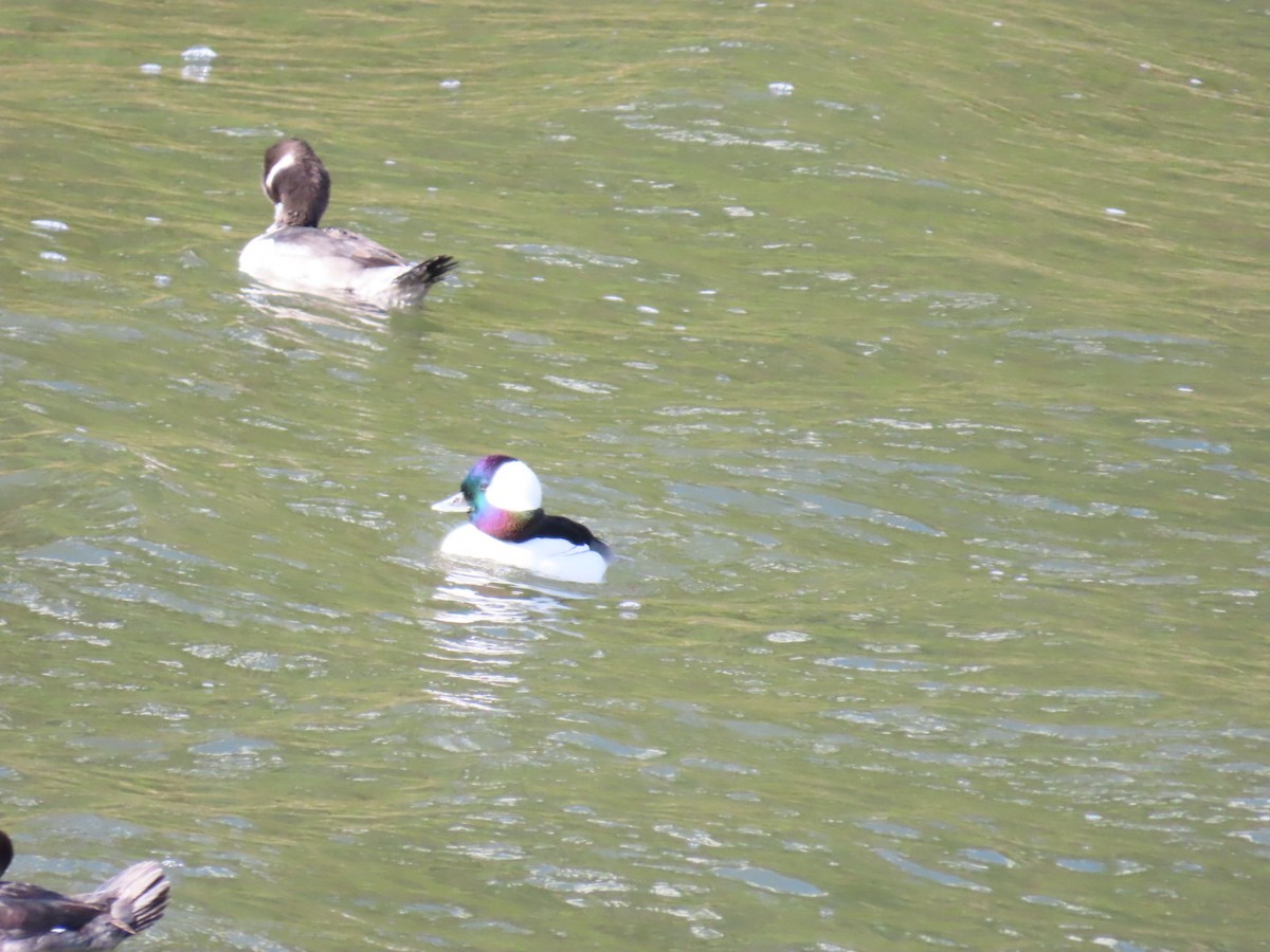 Гоголь-головастик - ML645244470