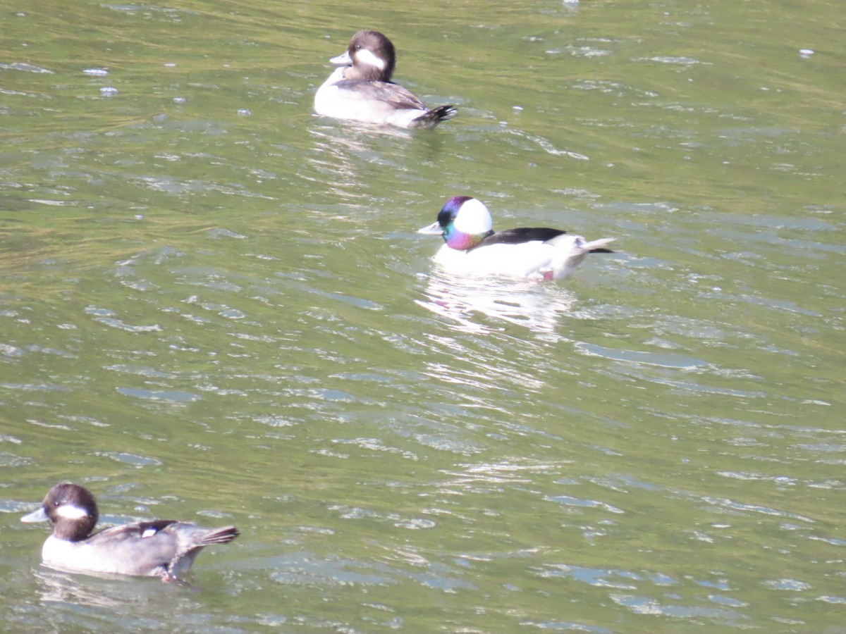 Гоголь-головастик - ML645244471