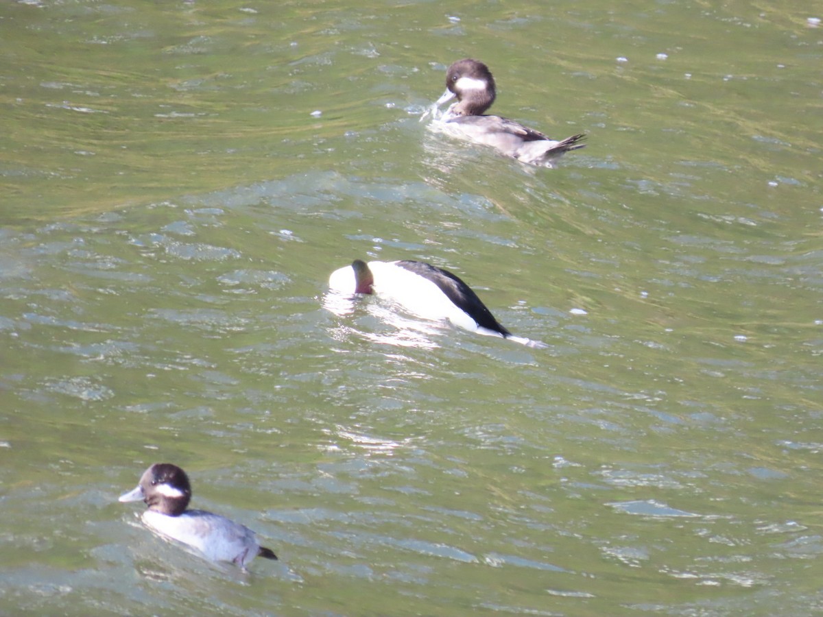 Гоголь-головастик - ML645244472