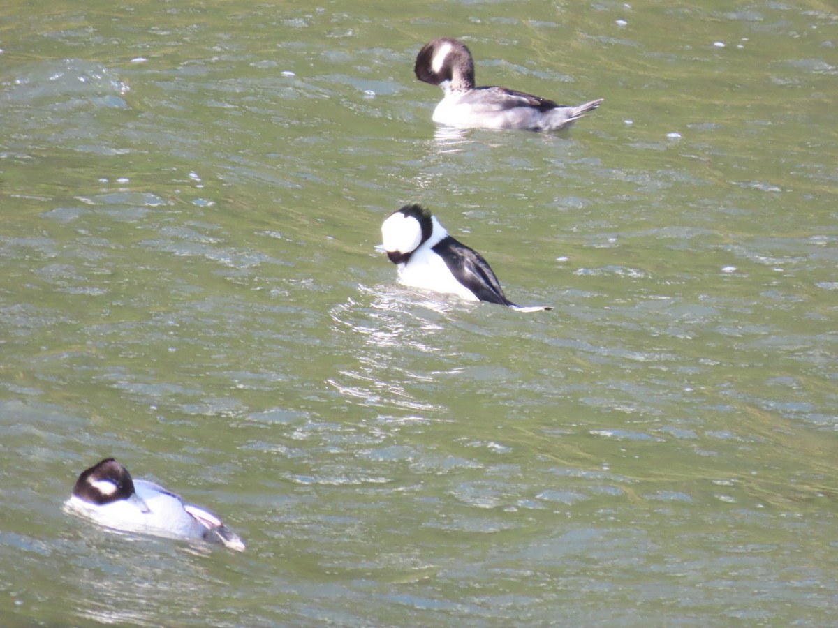 Гоголь-головастик - ML645244473