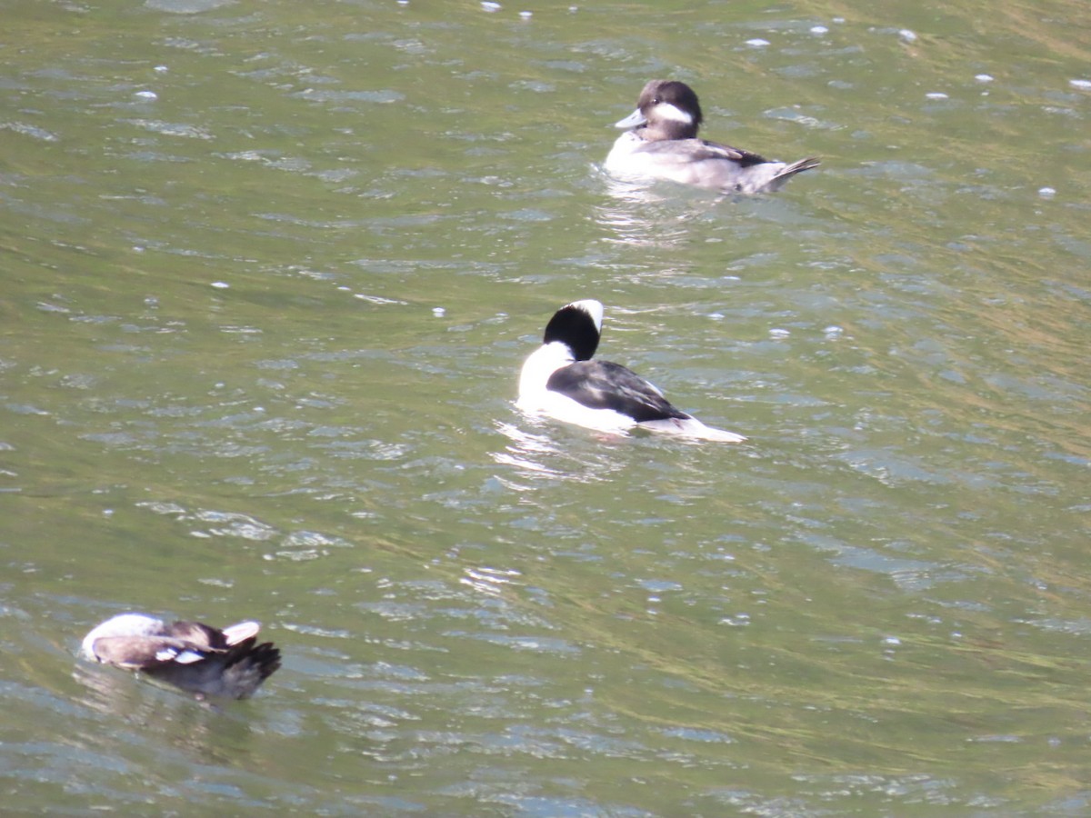 Гоголь-головастик - ML645244474