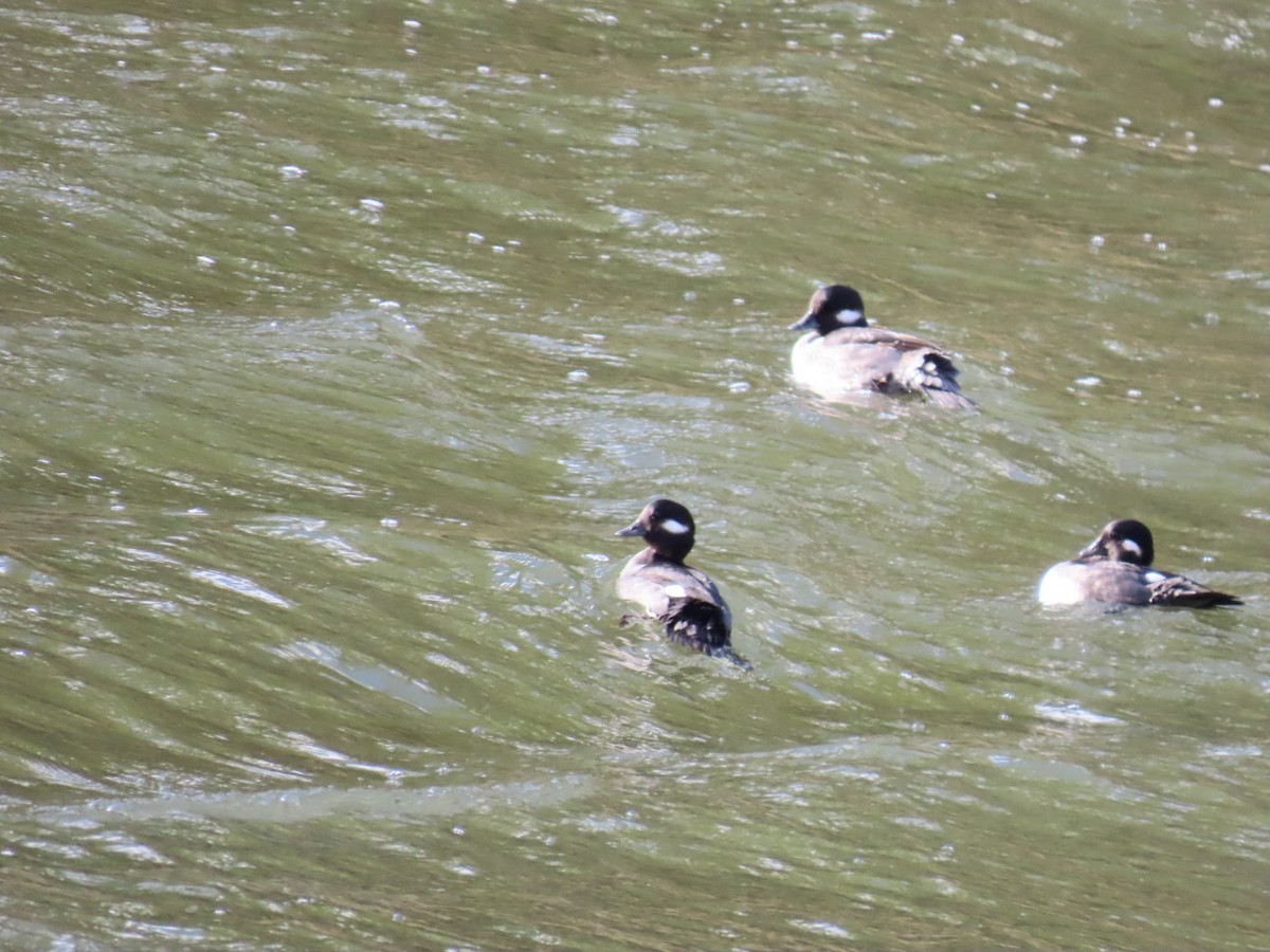 Гоголь-головастик - ML645244475