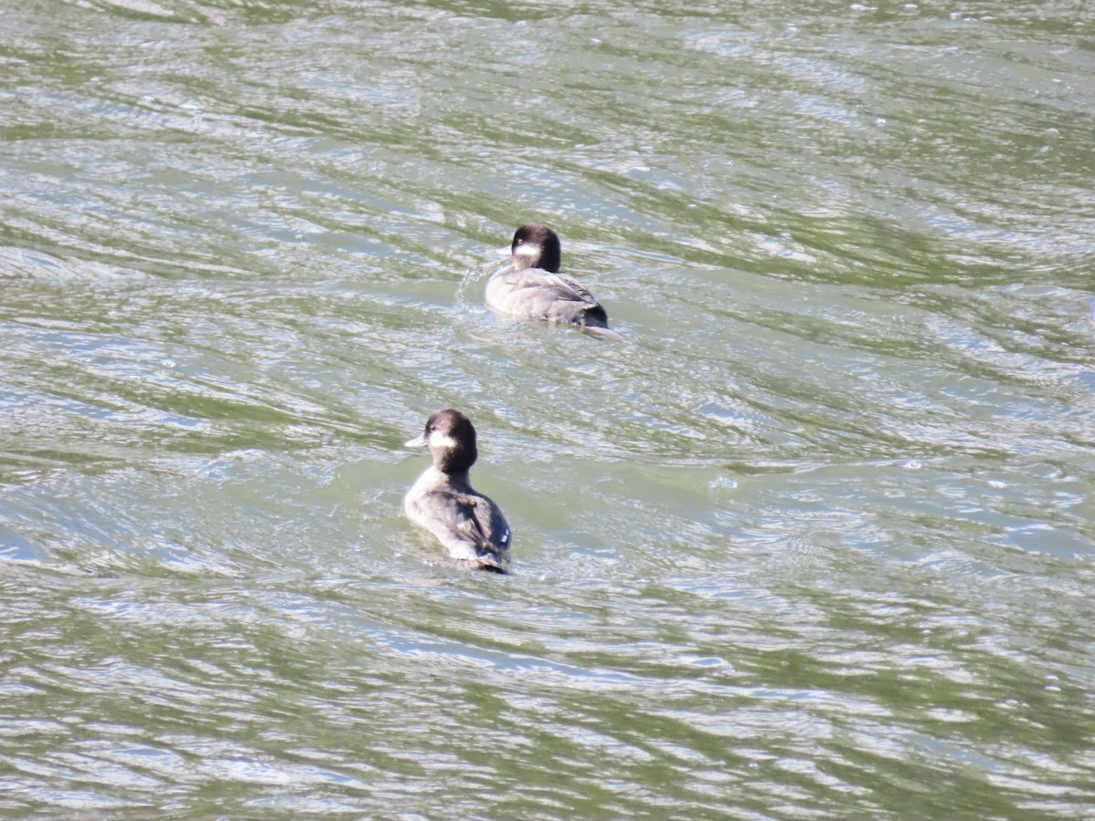 Гоголь-головастик - ML645244476