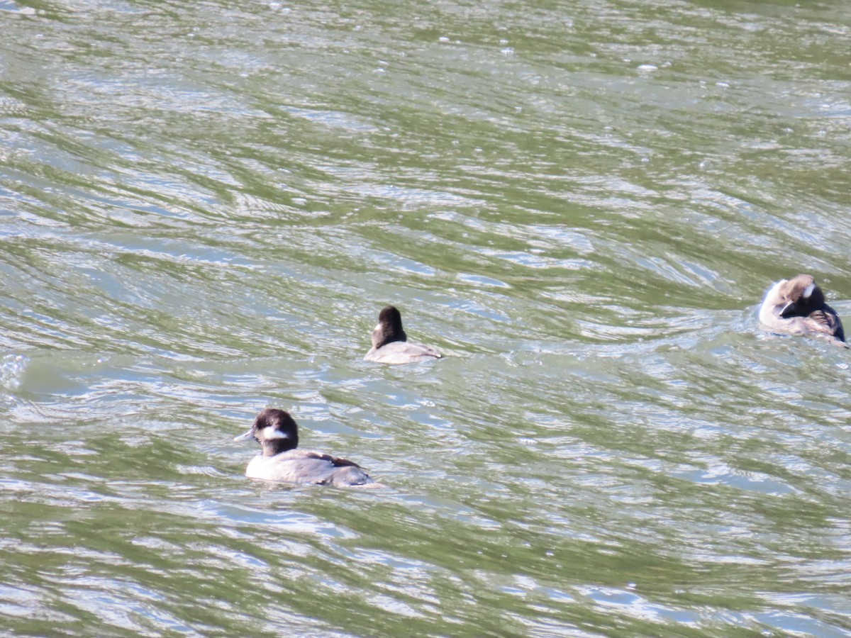 Гоголь-головастик - ML645244477