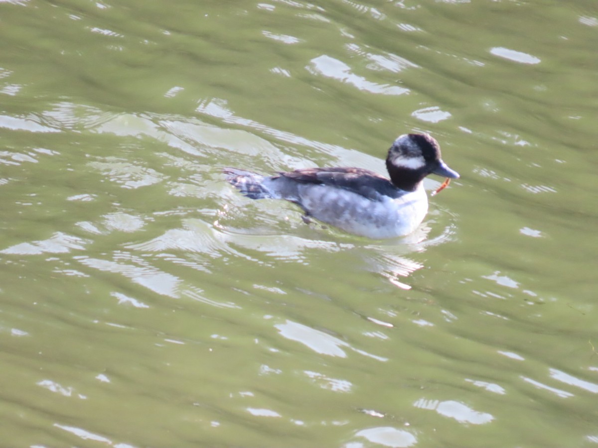 Гоголь-головастик - ML645244478