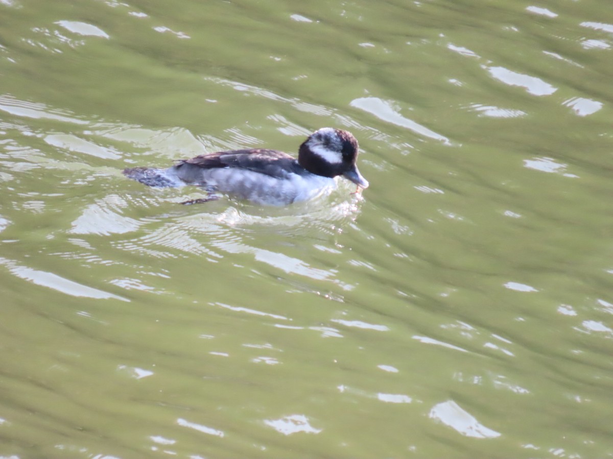 Гоголь-головастик - ML645244479