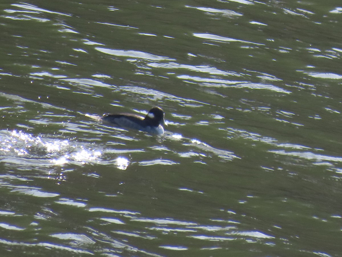 Гоголь-головастик - ML645244480