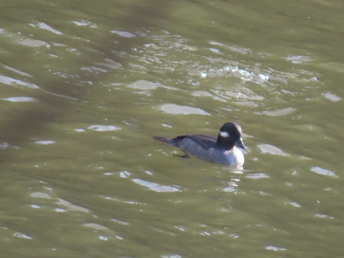 Гоголь-головастик - ML645244481